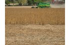 Property photo 24 - 110+/- Acres offered in 4 Tillable Tracts